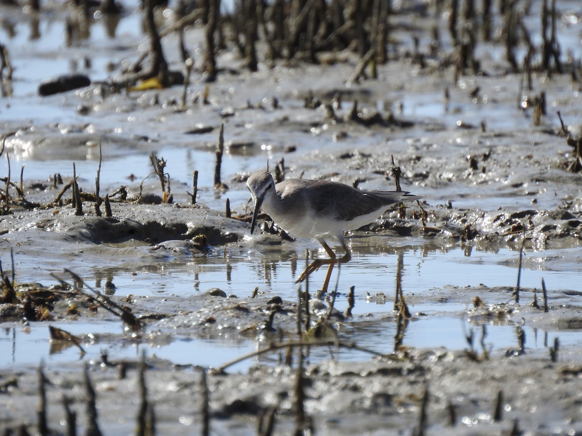 Gray-tailed Tattler - ML620442913