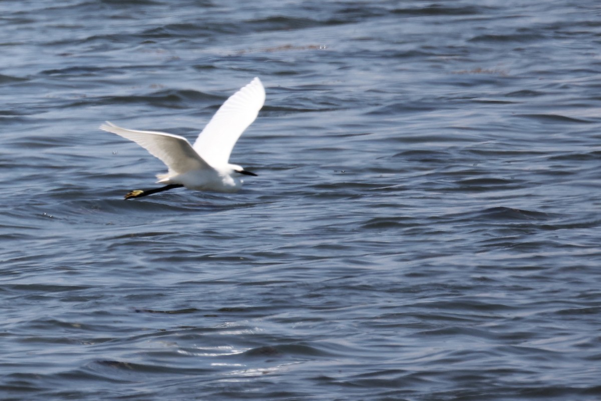 Little Egret - ML620442917