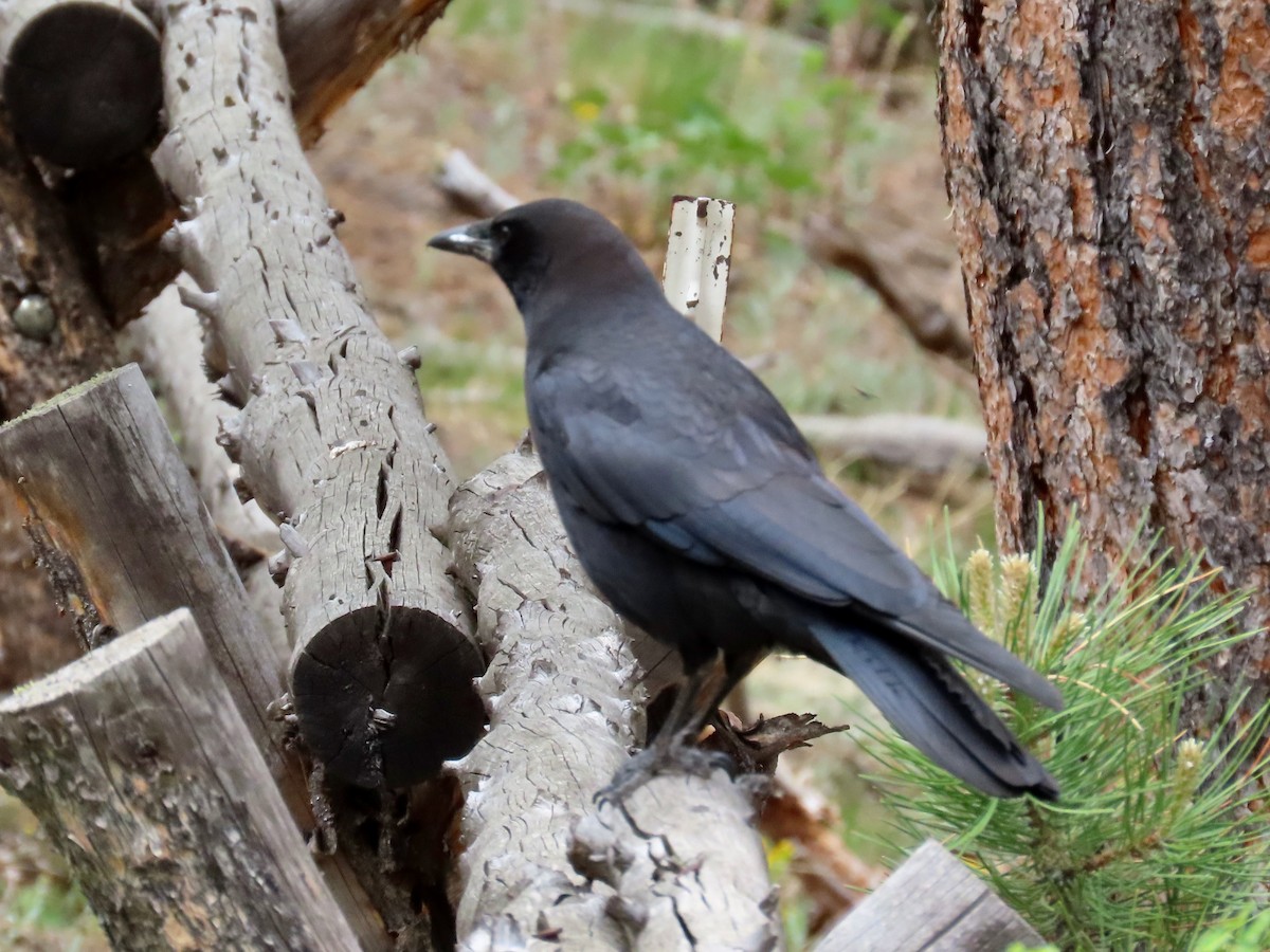 American Crow - ML620442918