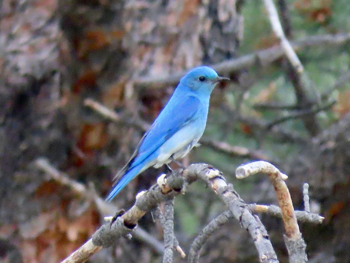 Mountain Bluebird - ML620442931