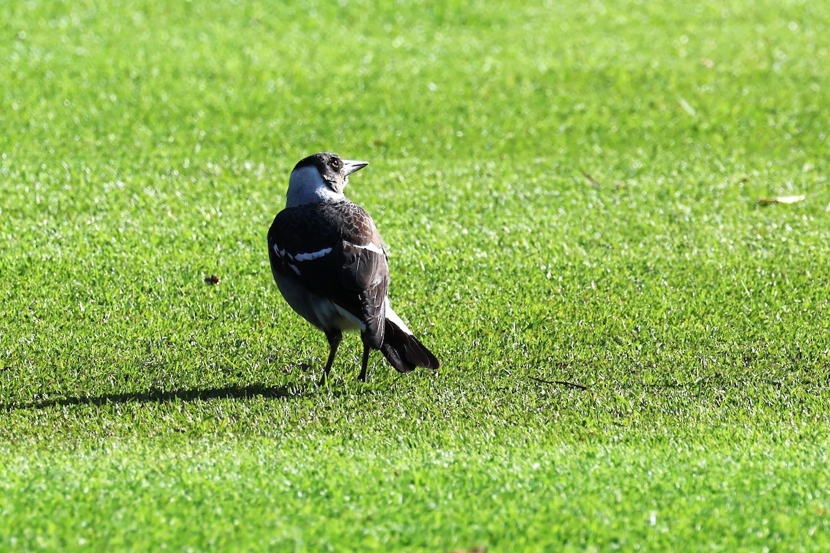 Australian Magpie - ML620442932