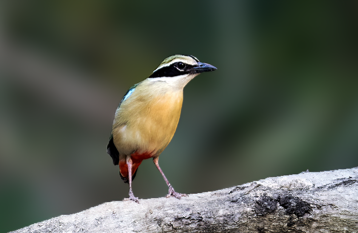 Indian Pitta - ML620442935