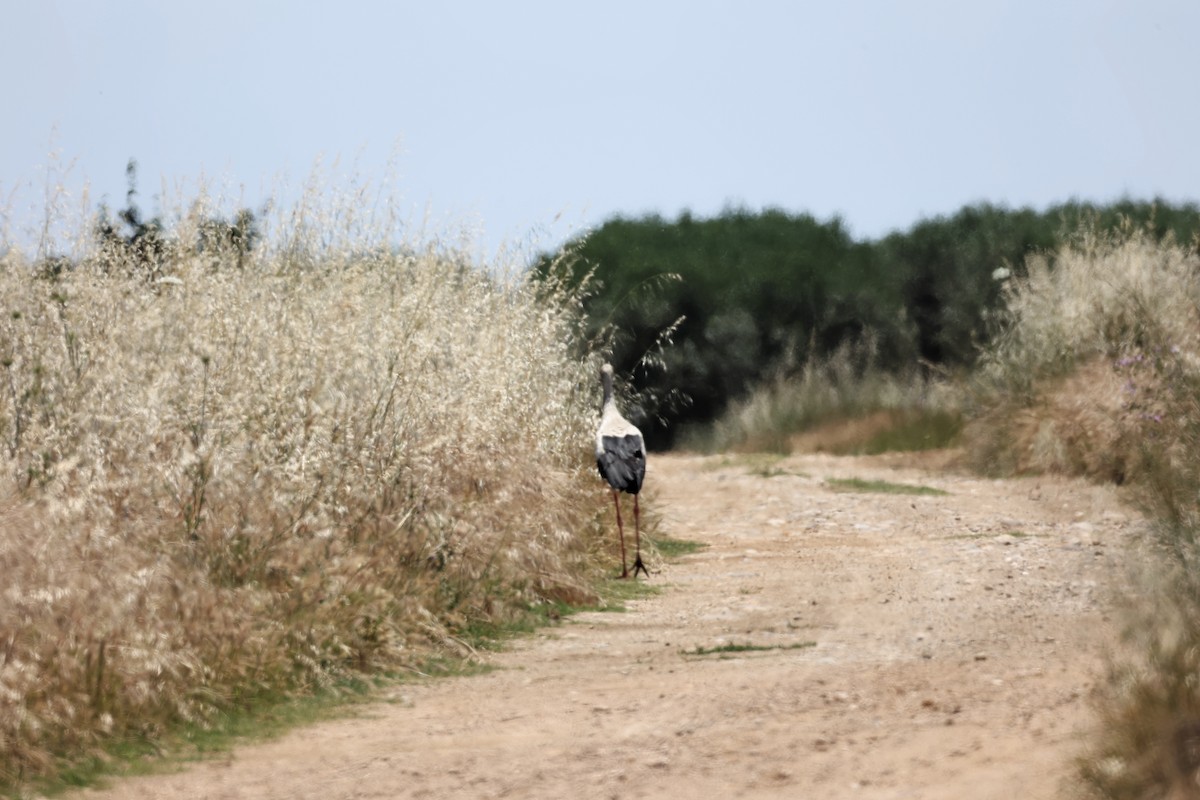 White Stork - ML620442941