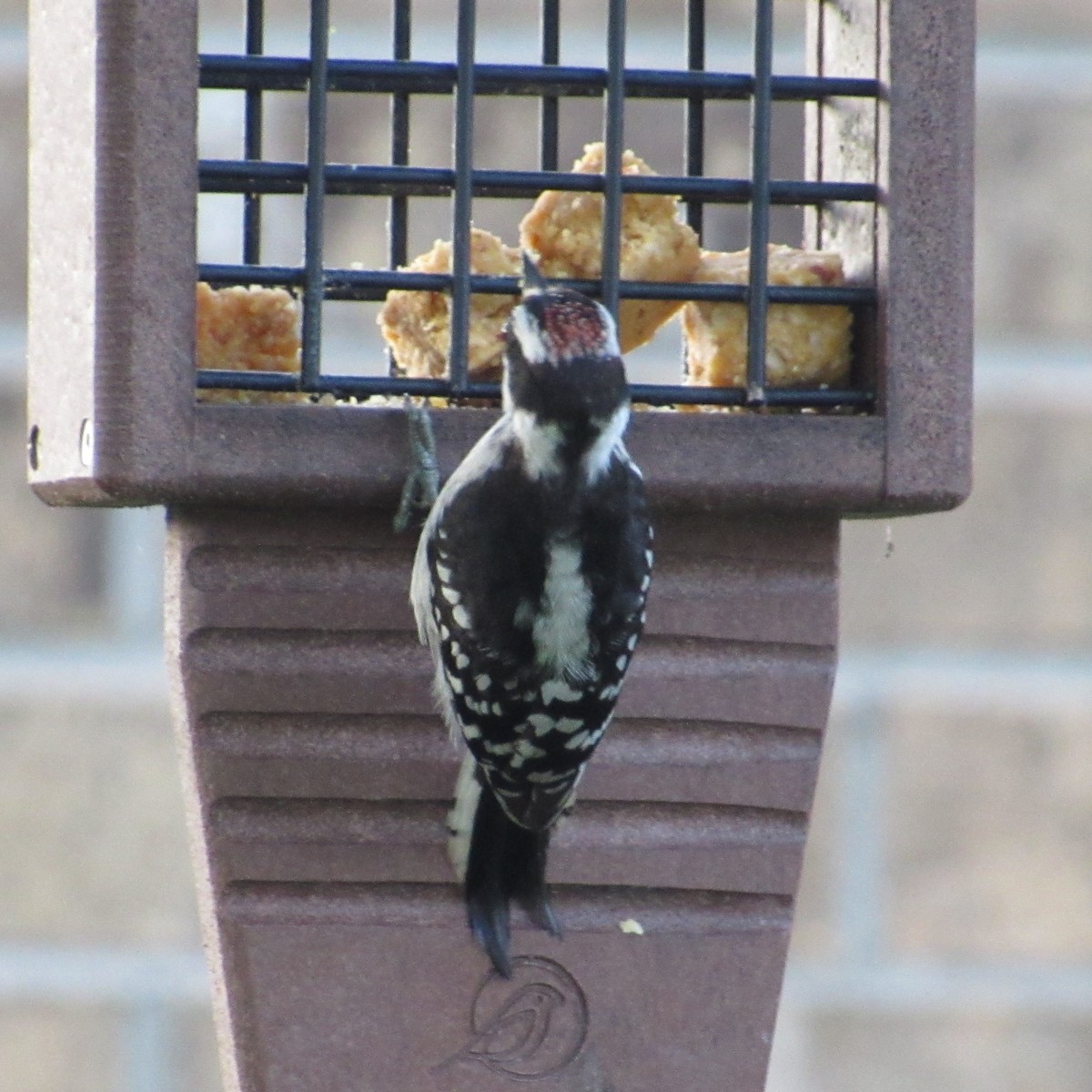 Downy Woodpecker - ML620442946