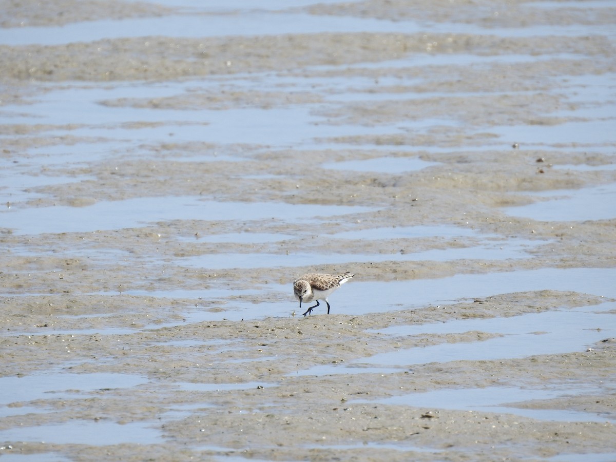 Rotkehl-Strandläufer - ML620442953