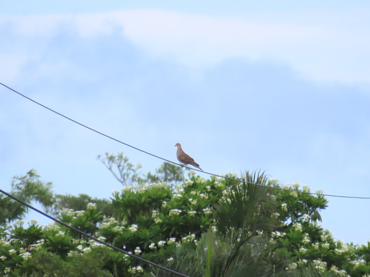 Oriental Turtle-Dove - ML620442958