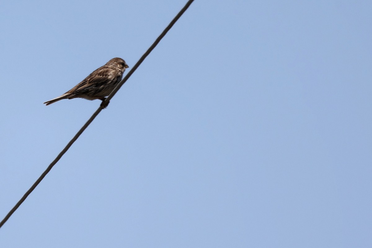 Corn Bunting - ML620442959