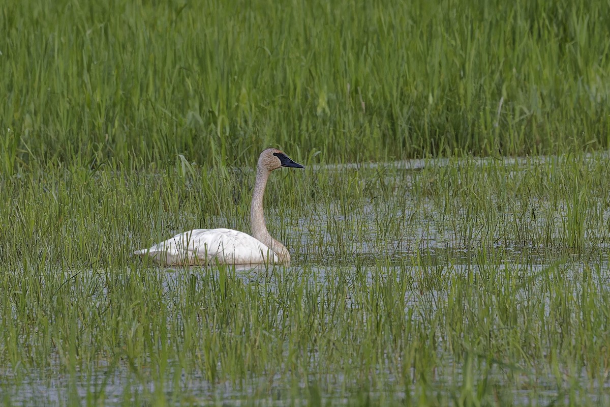 Trumpeter Swan - ML620442966