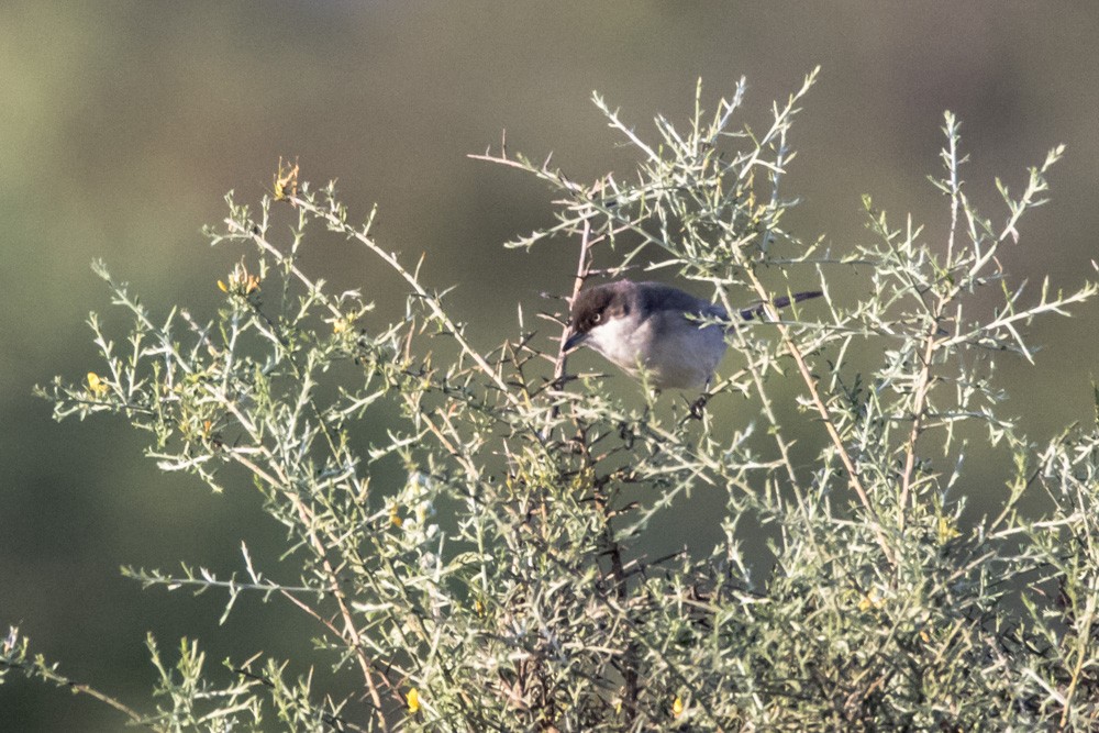 Western Orphean Warbler - Jean-Guy Papineau