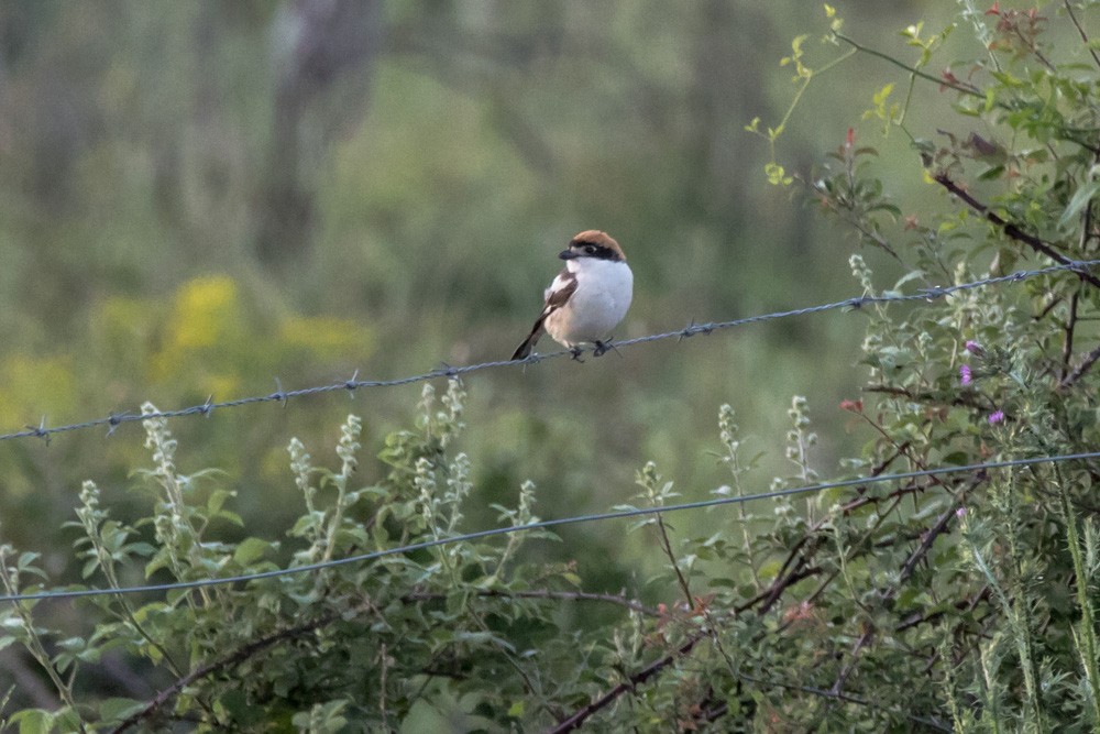 Woodchat Shrike - ML620442971