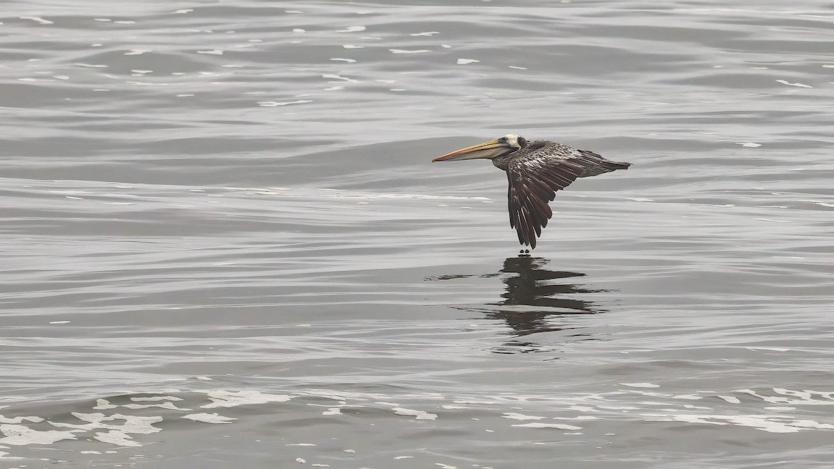 Peruvian Pelican - ML620442972