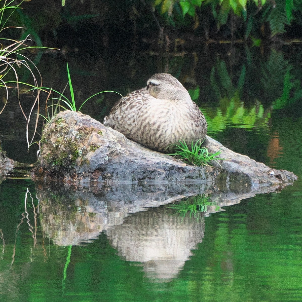 Eastern Spot-billed Duck - ML620442973