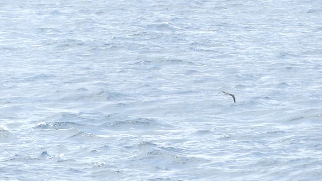 Streaked Shearwater - ML620442974