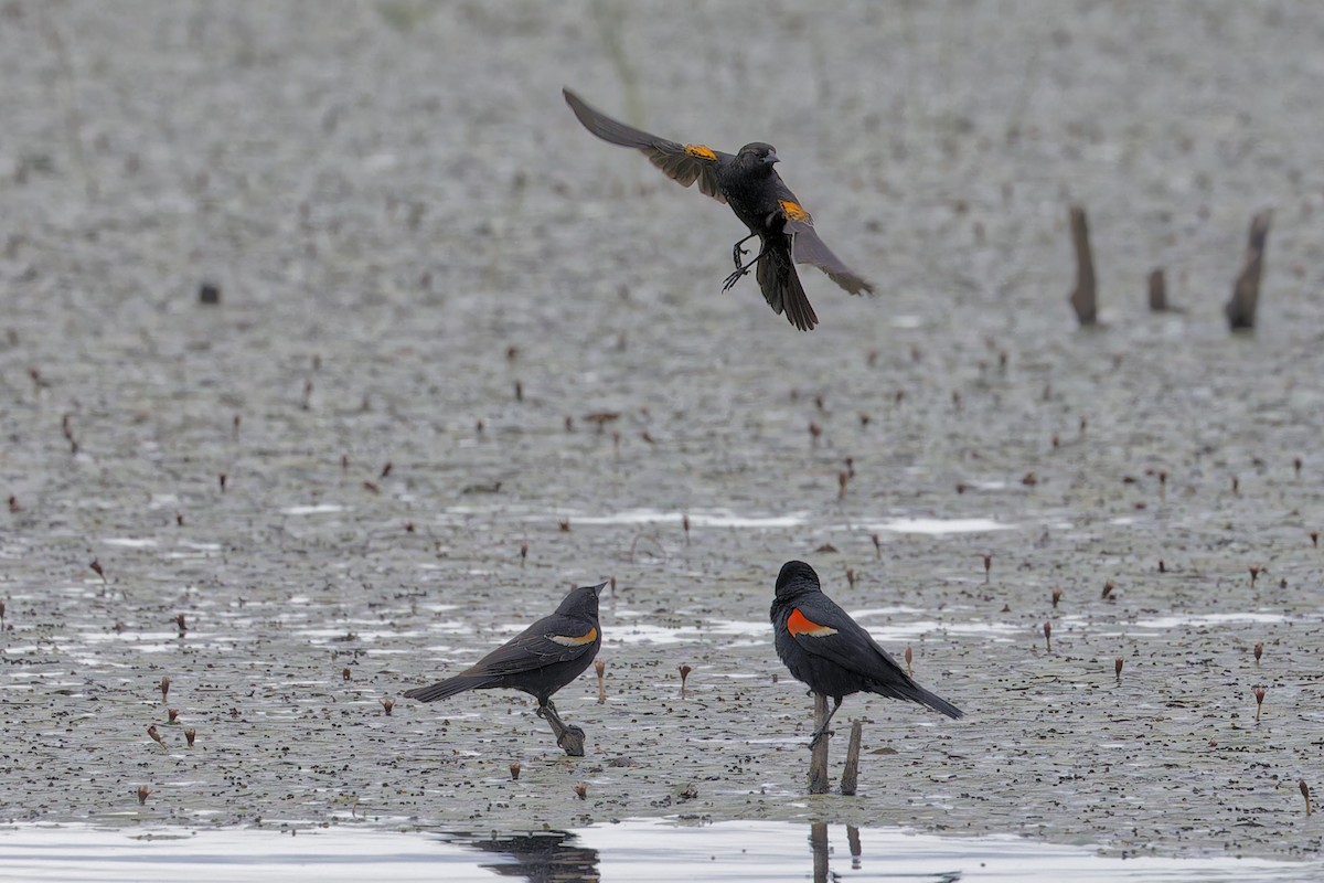 Red-winged Blackbird - ML620442979