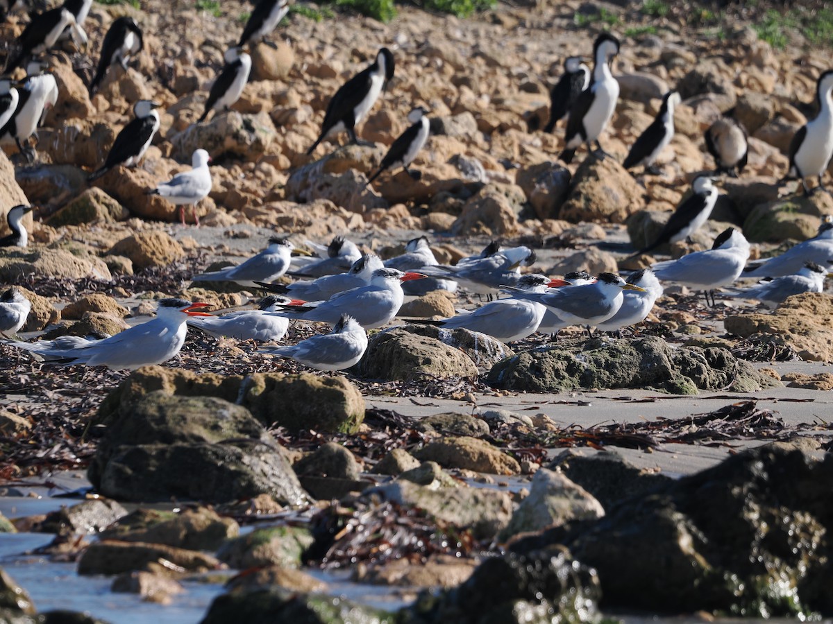 Caspian Tern - Judith Gillespie