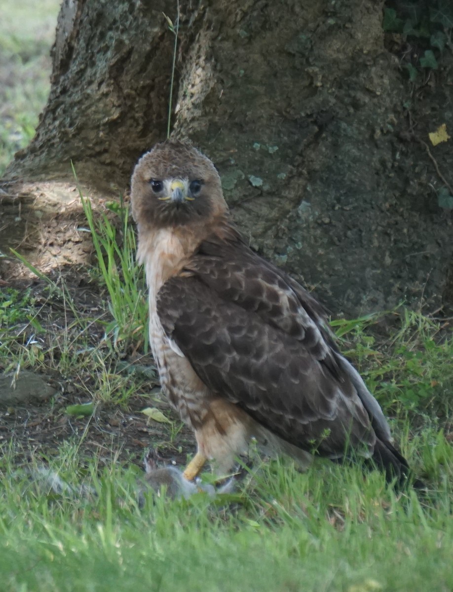 Red-tailed Hawk - ML620442984