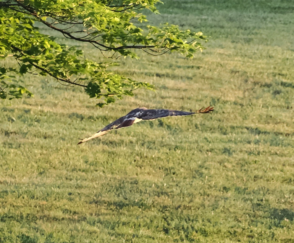 Red-tailed Hawk - ML620442986