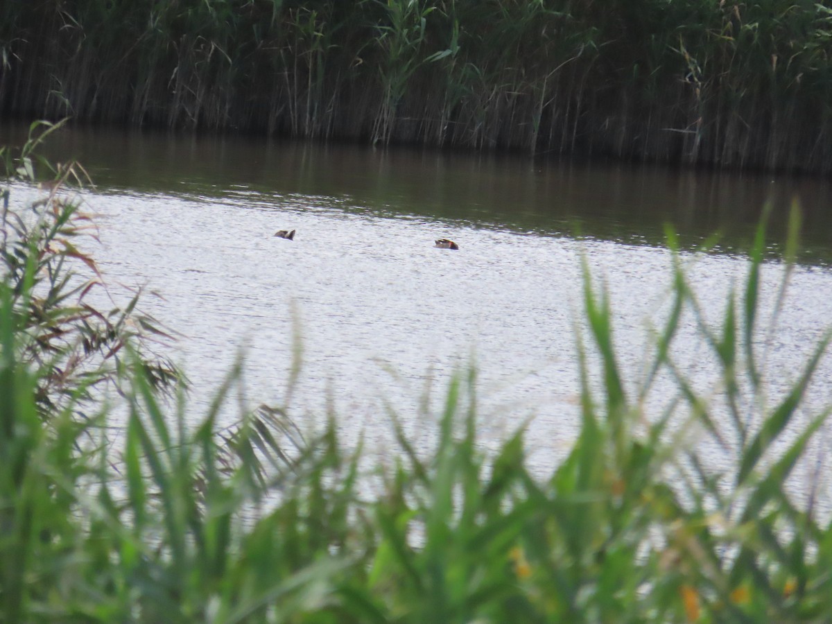 Eurasian Moorhen - ML620442996