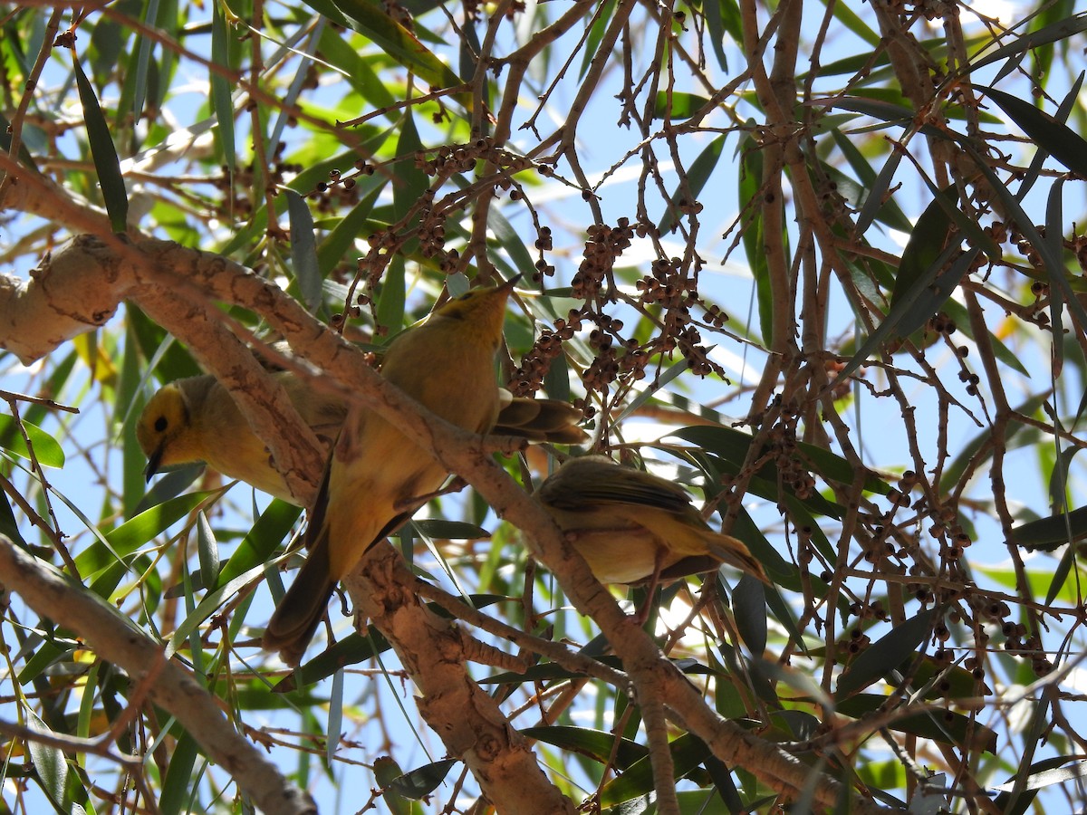 White-plumed Honeyeater - ML620443003