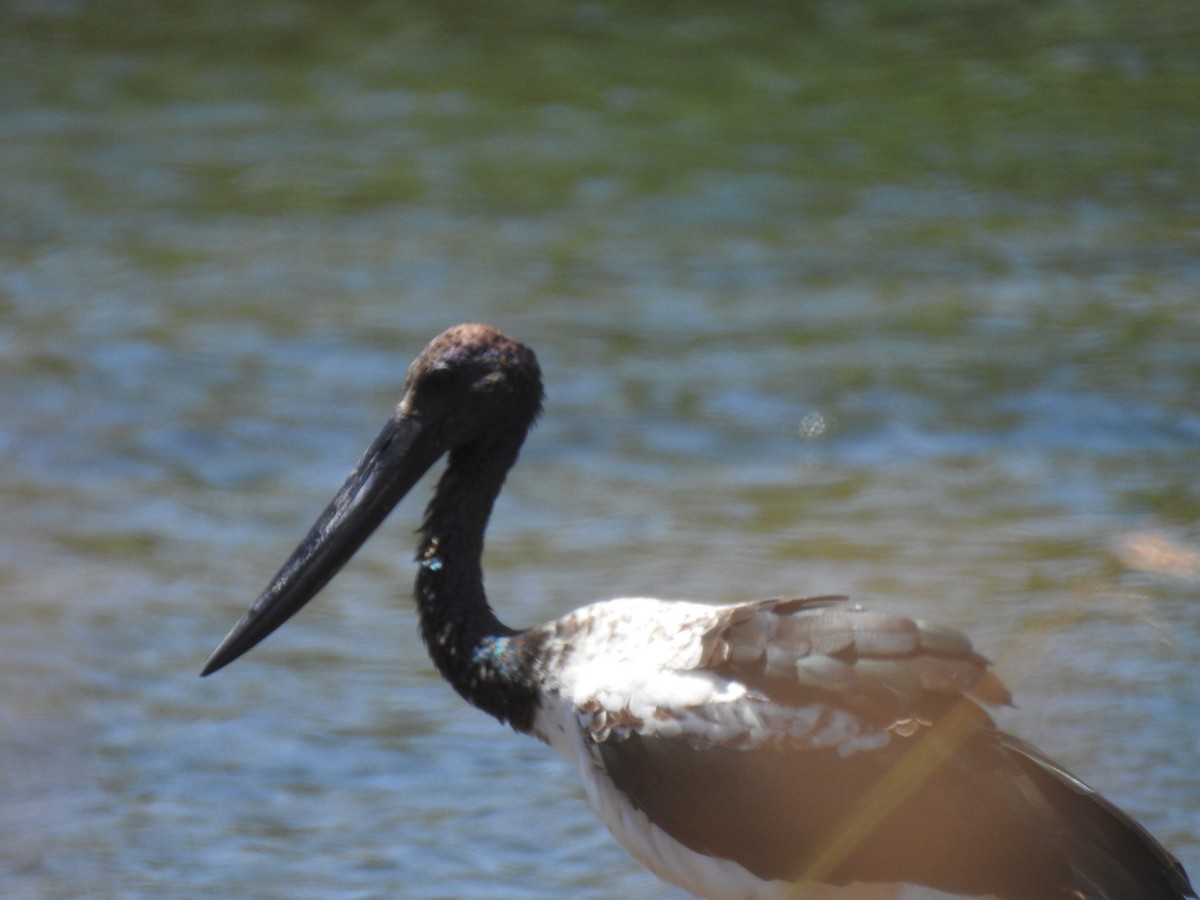 Cygne noir - ML620443009