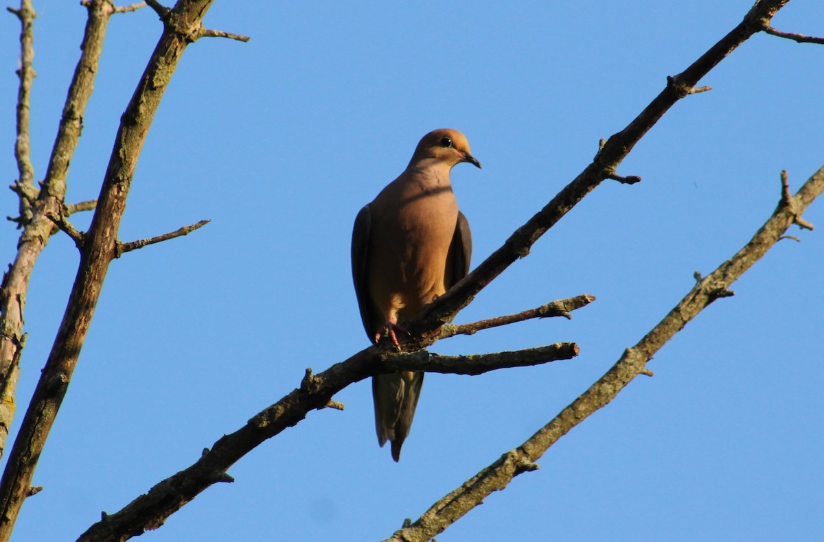 Mourning Dove - ML620443013