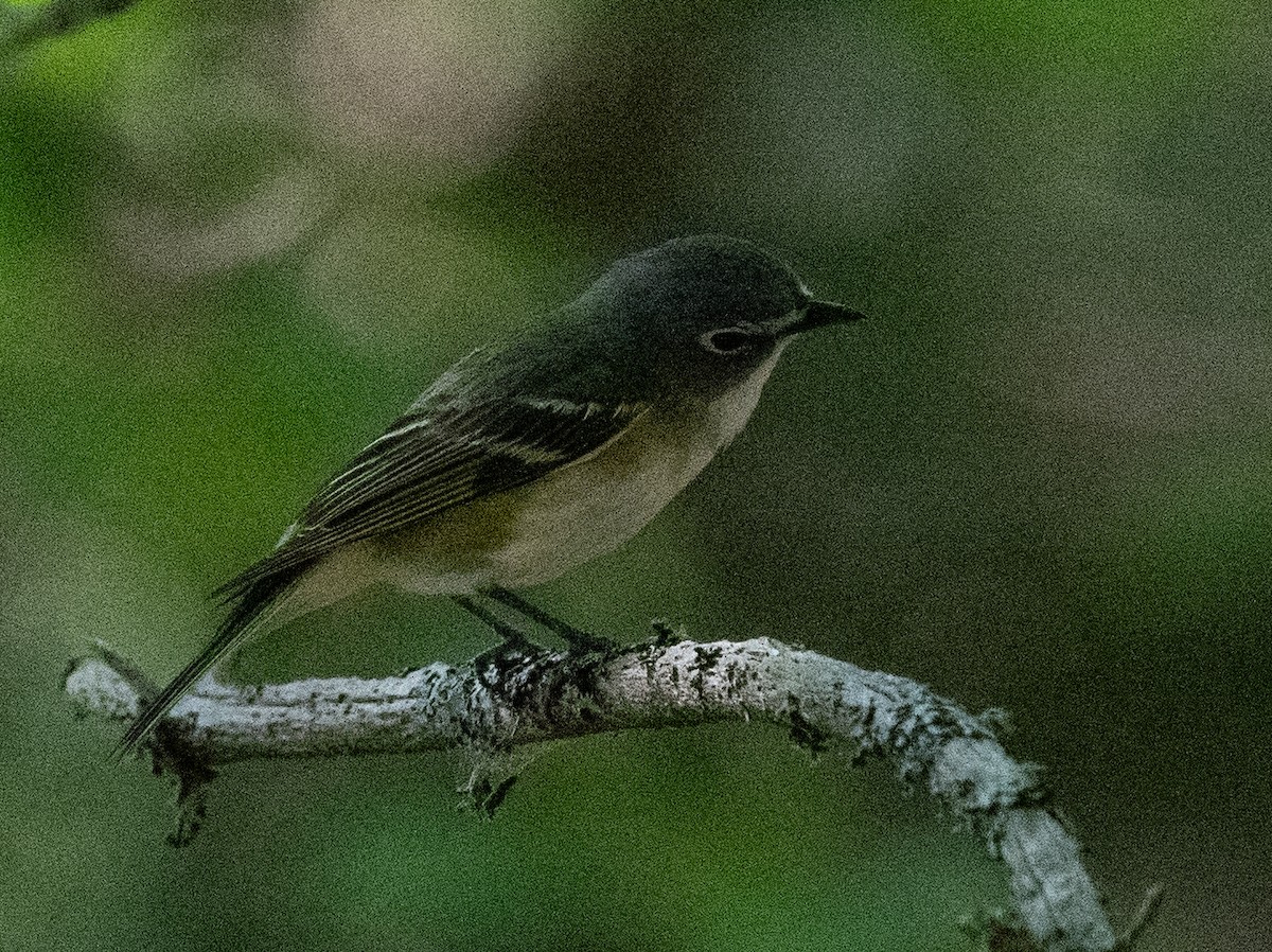 Vireo Solitario - ML620443014