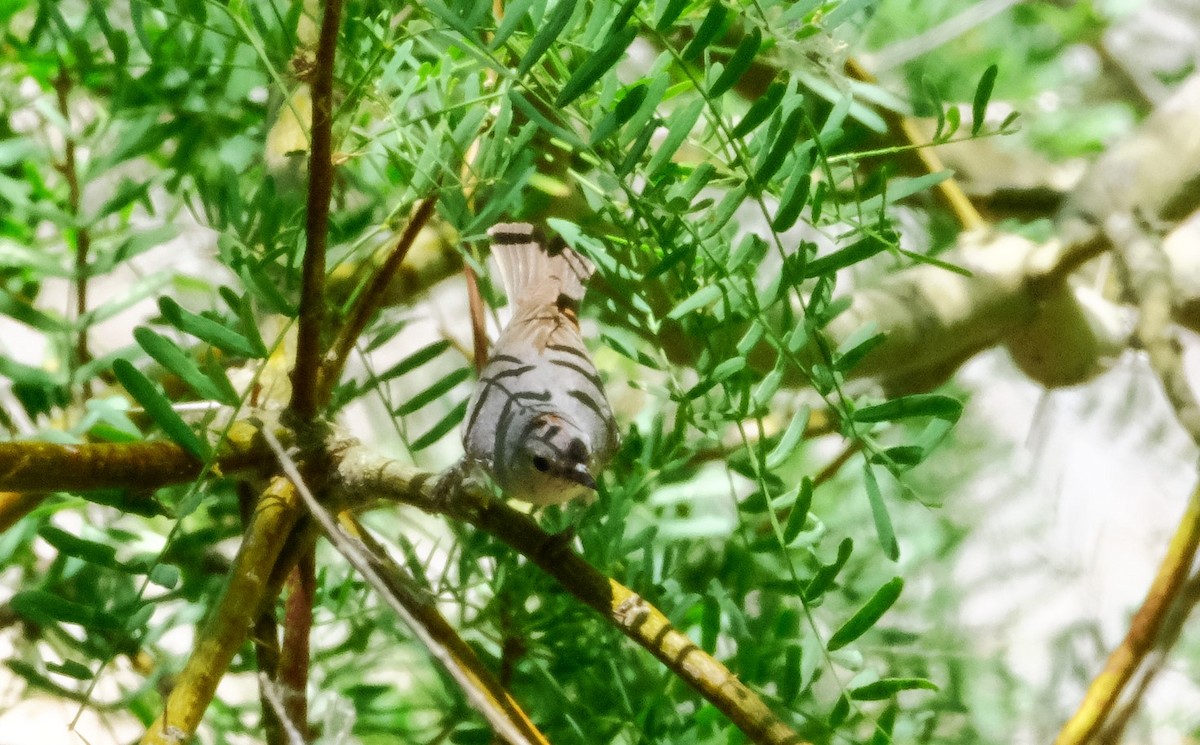 Lucy's Warbler - ML620443017