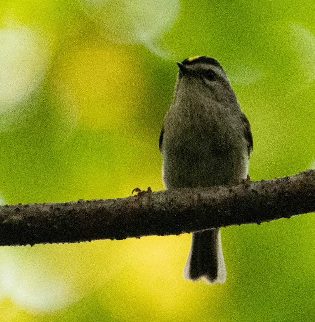 Golden-crowned Kinglet - ML620443021