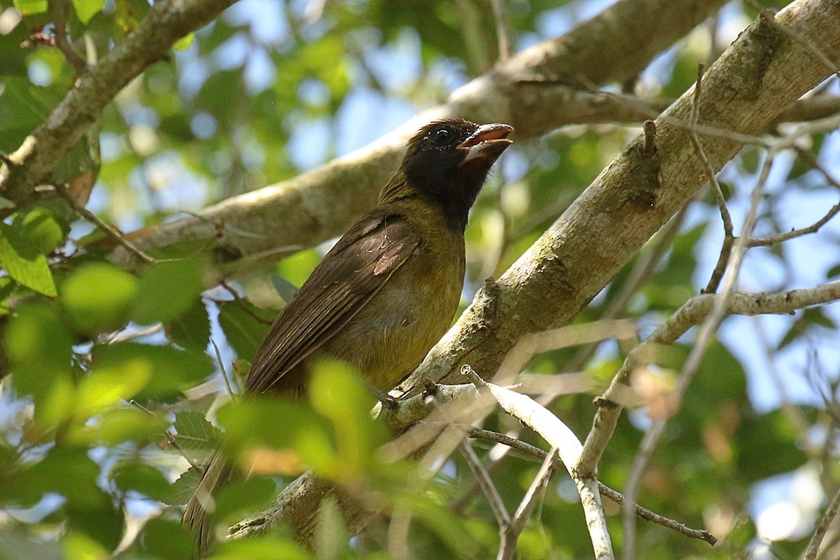 Cardinal à collier - ML620443023