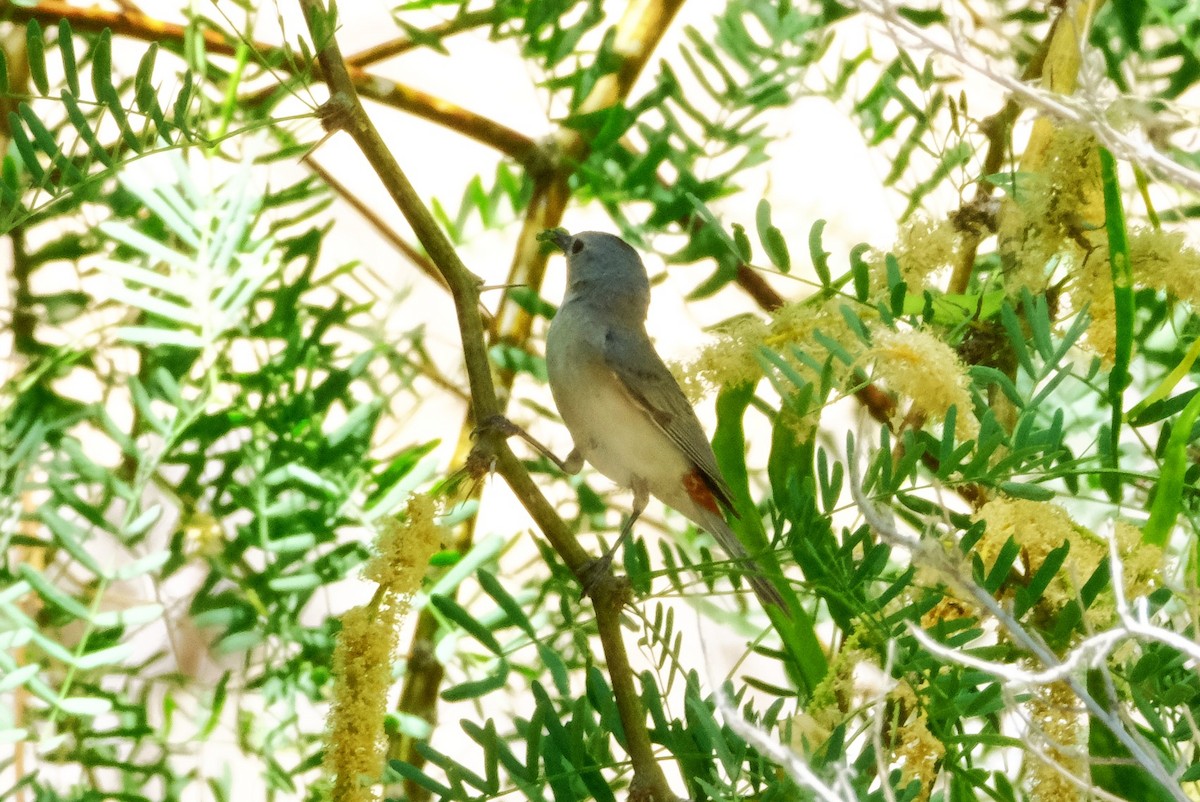 Lucy's Warbler - ML620443025