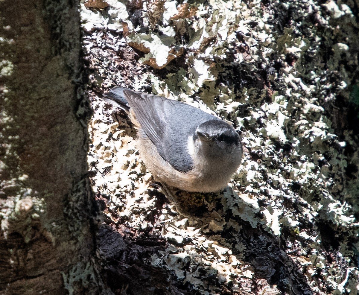 Red-breasted Nuthatch - ML620443026