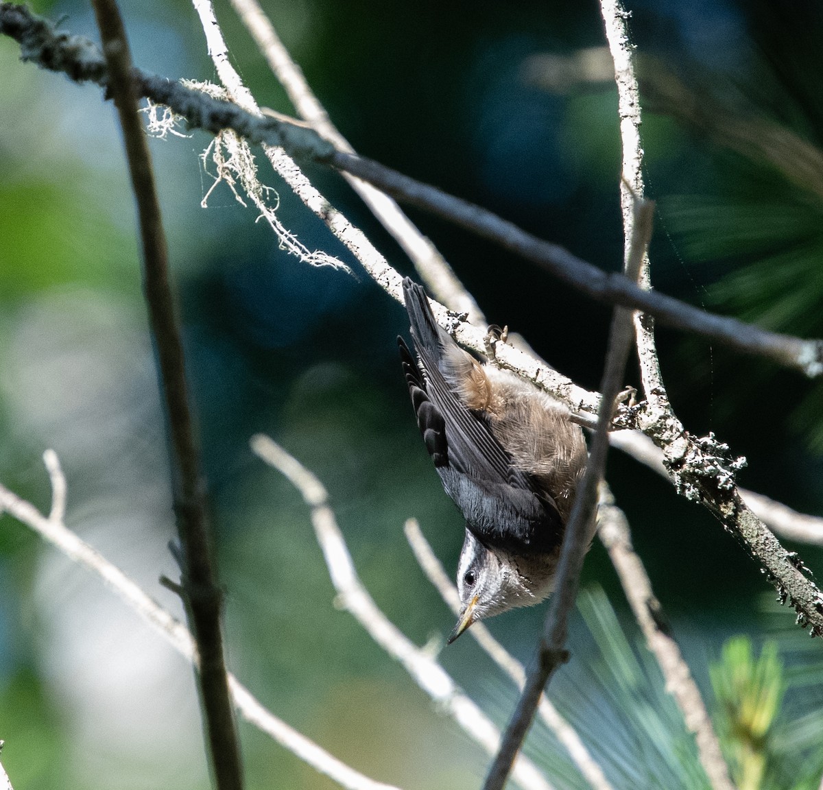 Red-breasted Nuthatch - ML620443027