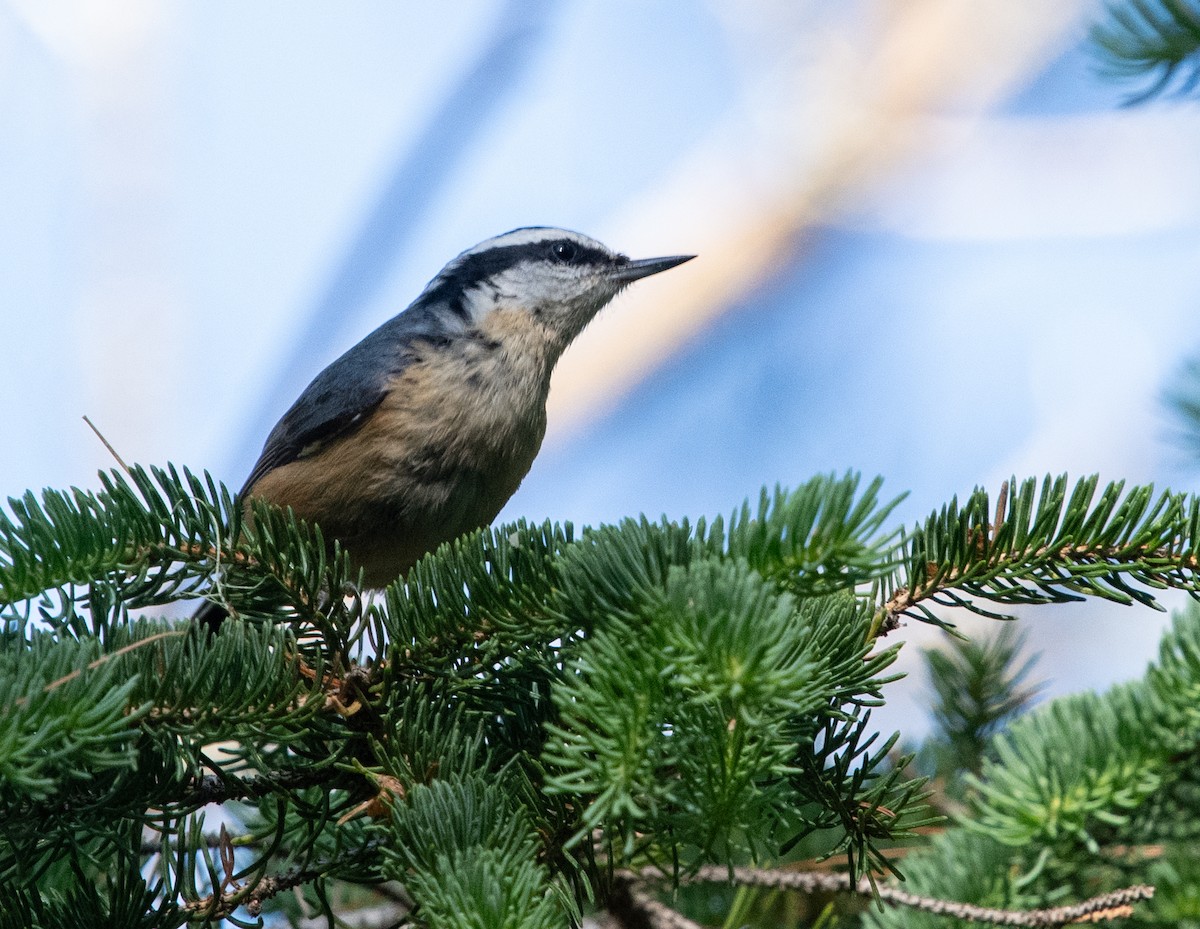 Red-breasted Nuthatch - ML620443028