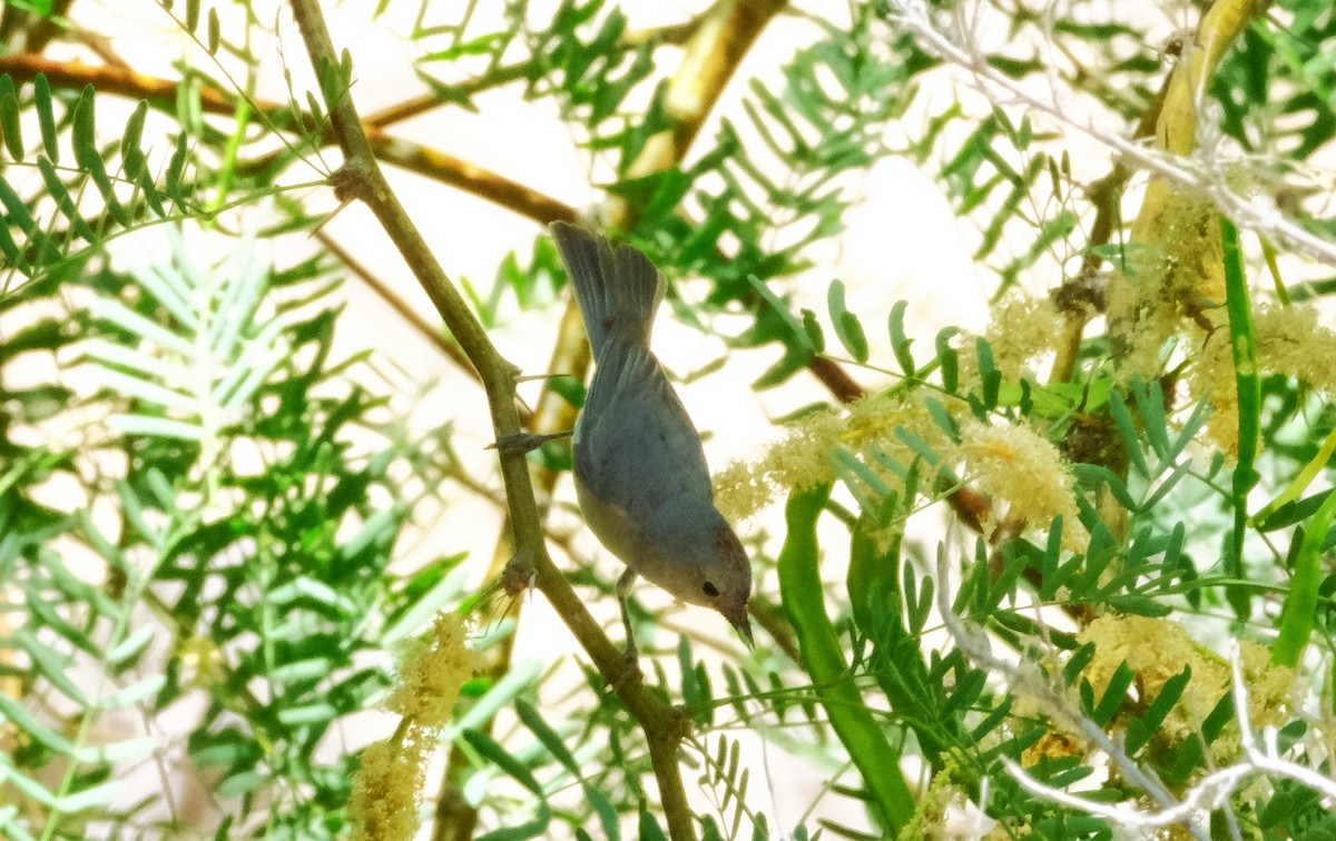 Lucy's Warbler - ML620443029