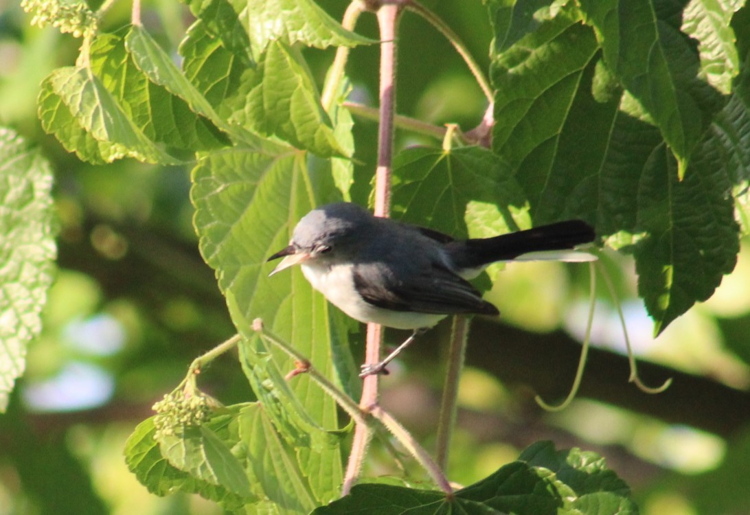 Blue-gray Gnatcatcher - ML620443030