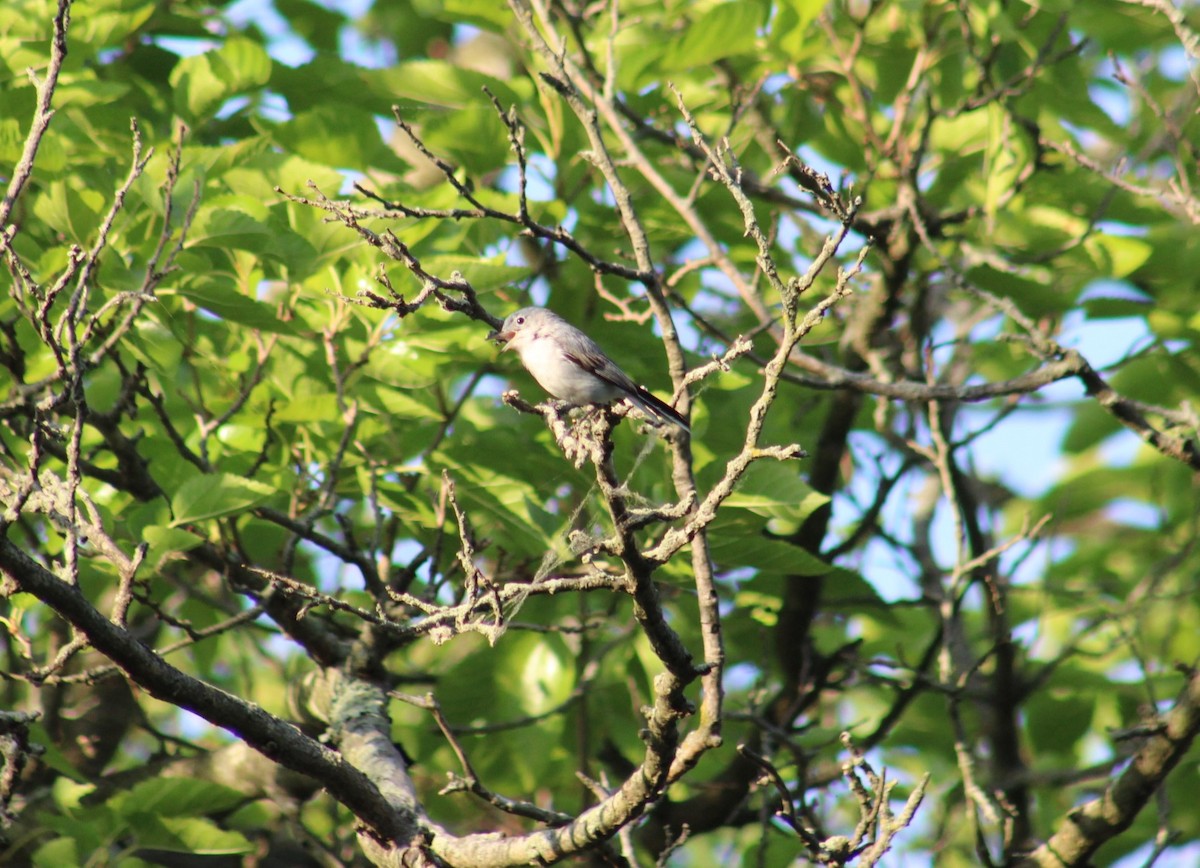 Blue-gray Gnatcatcher - ML620443032