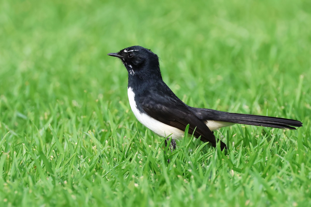 Willie-wagtail - ML620443035