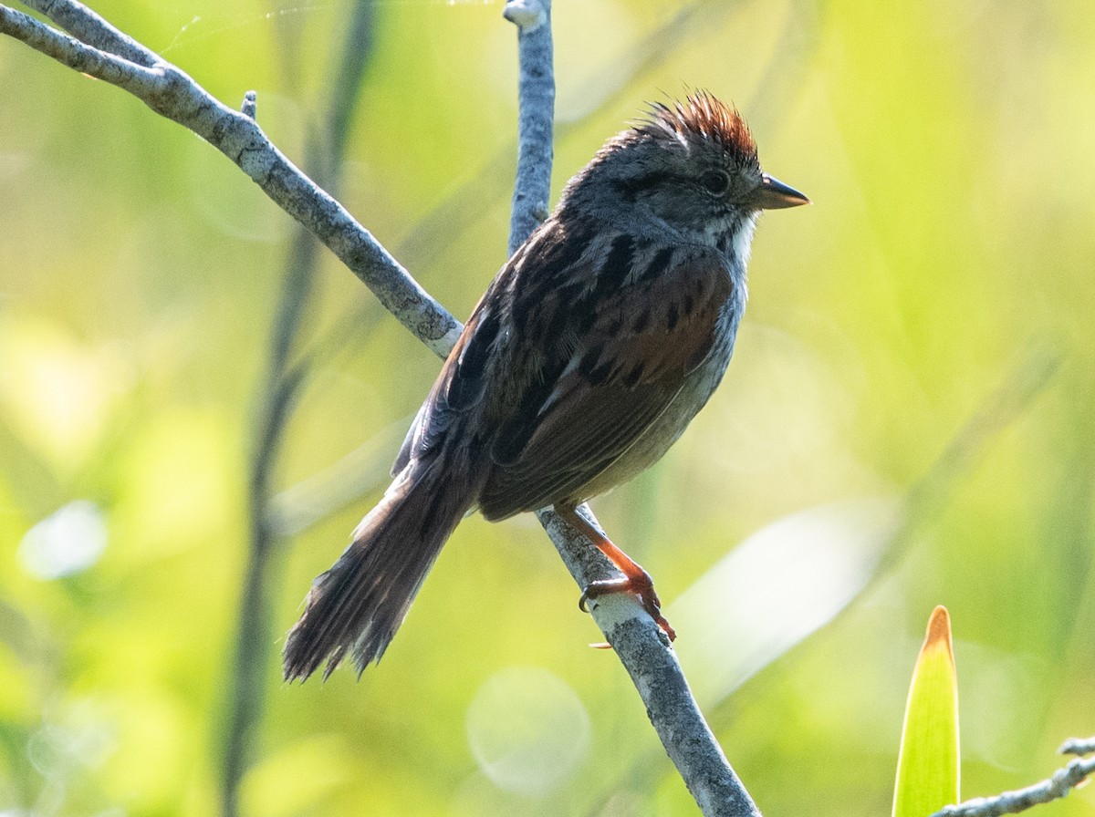 Swamp Sparrow - ML620443039