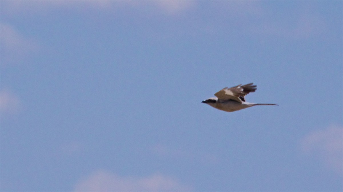 Great Gray Shrike (Steppe) - ML620443043