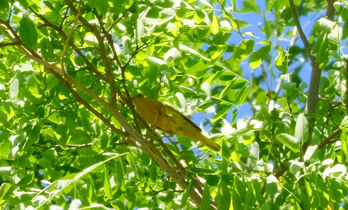 Yellow Warbler - ML620443047