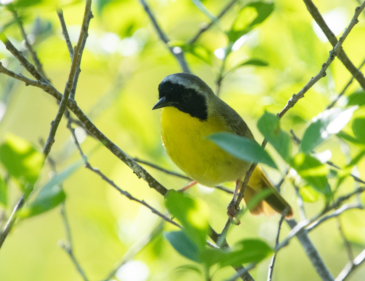 Common Yellowthroat - ML620443049