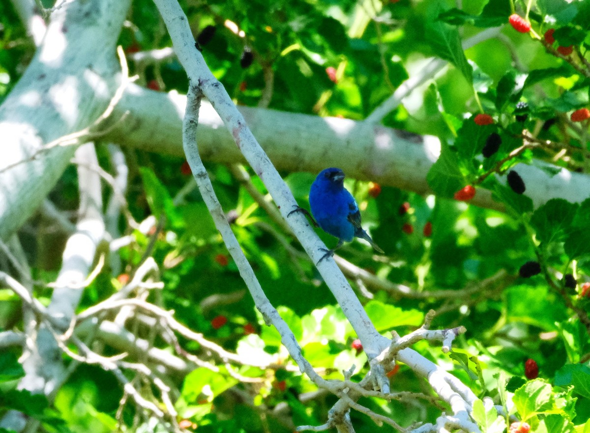 Indigo Bunting - ML620443057