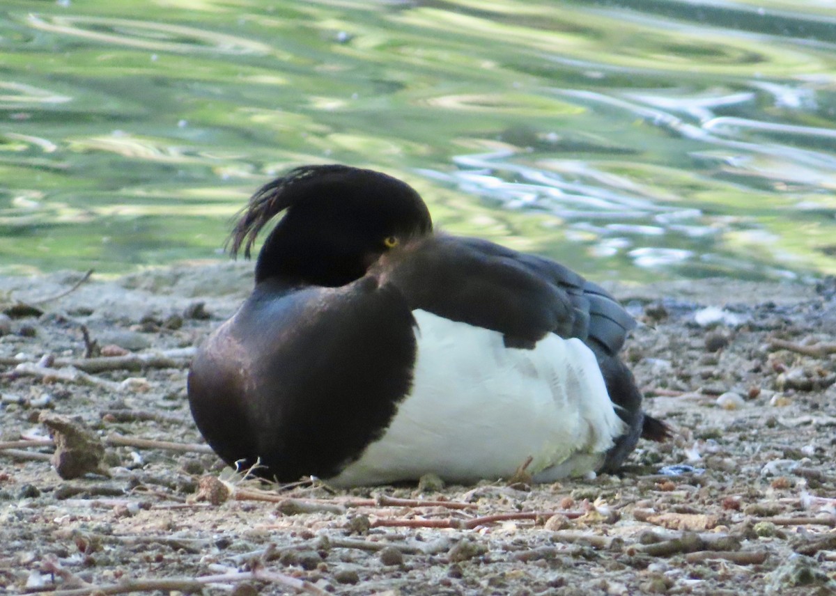 Tufted Duck - ML620443059