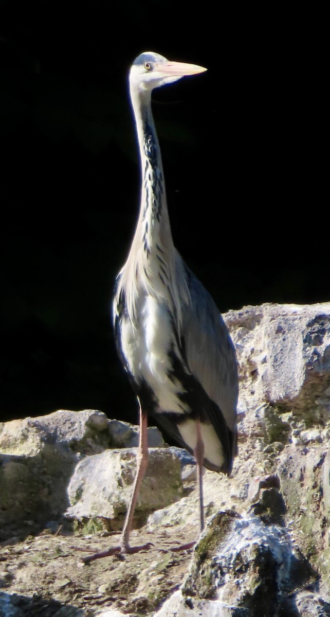 Gray Heron - ML620443064