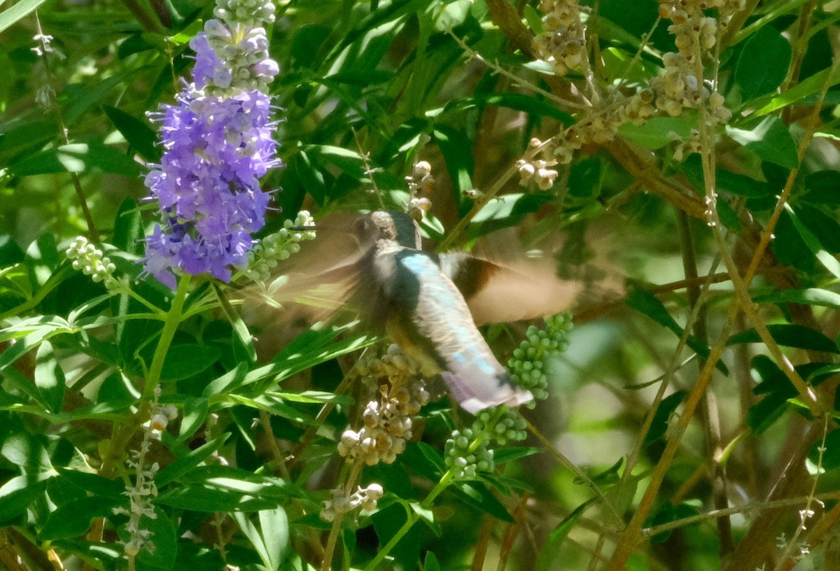 Costa's Hummingbird - ML620443071