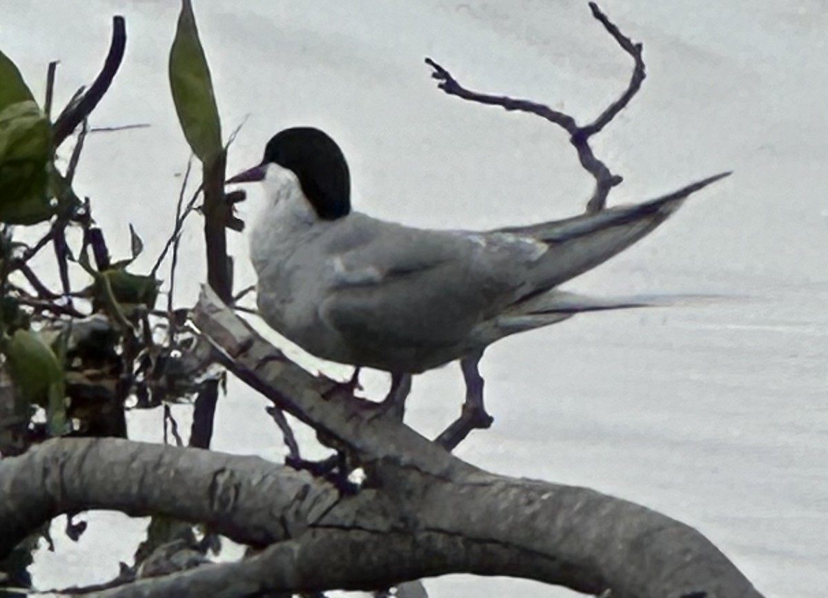 Arctic Tern - ML620443072