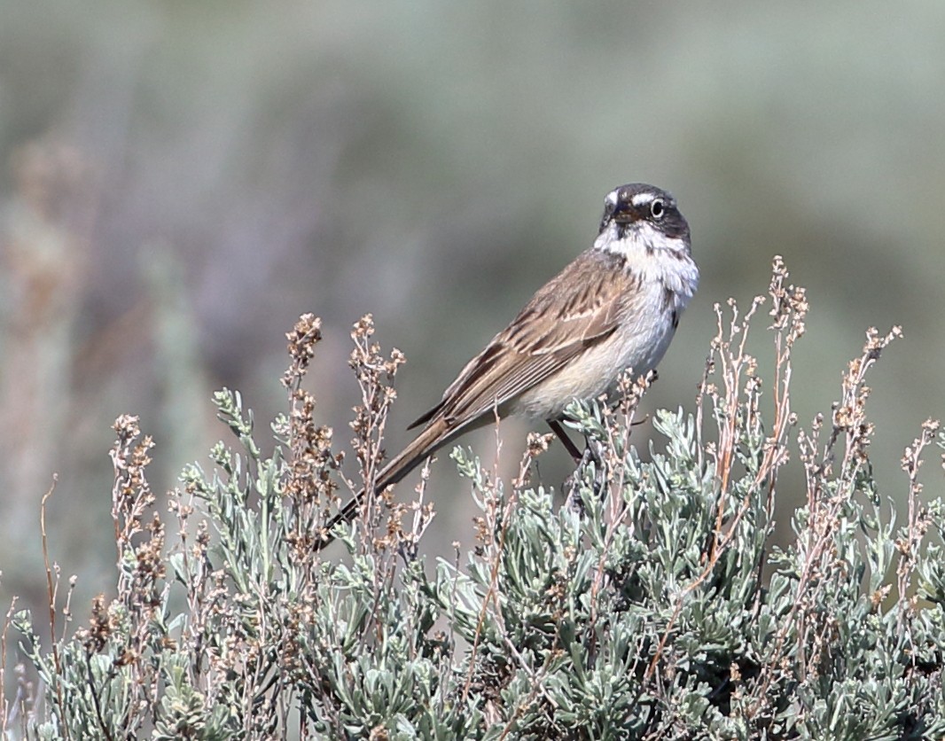 Sagebrush Sparrow - ML620443074