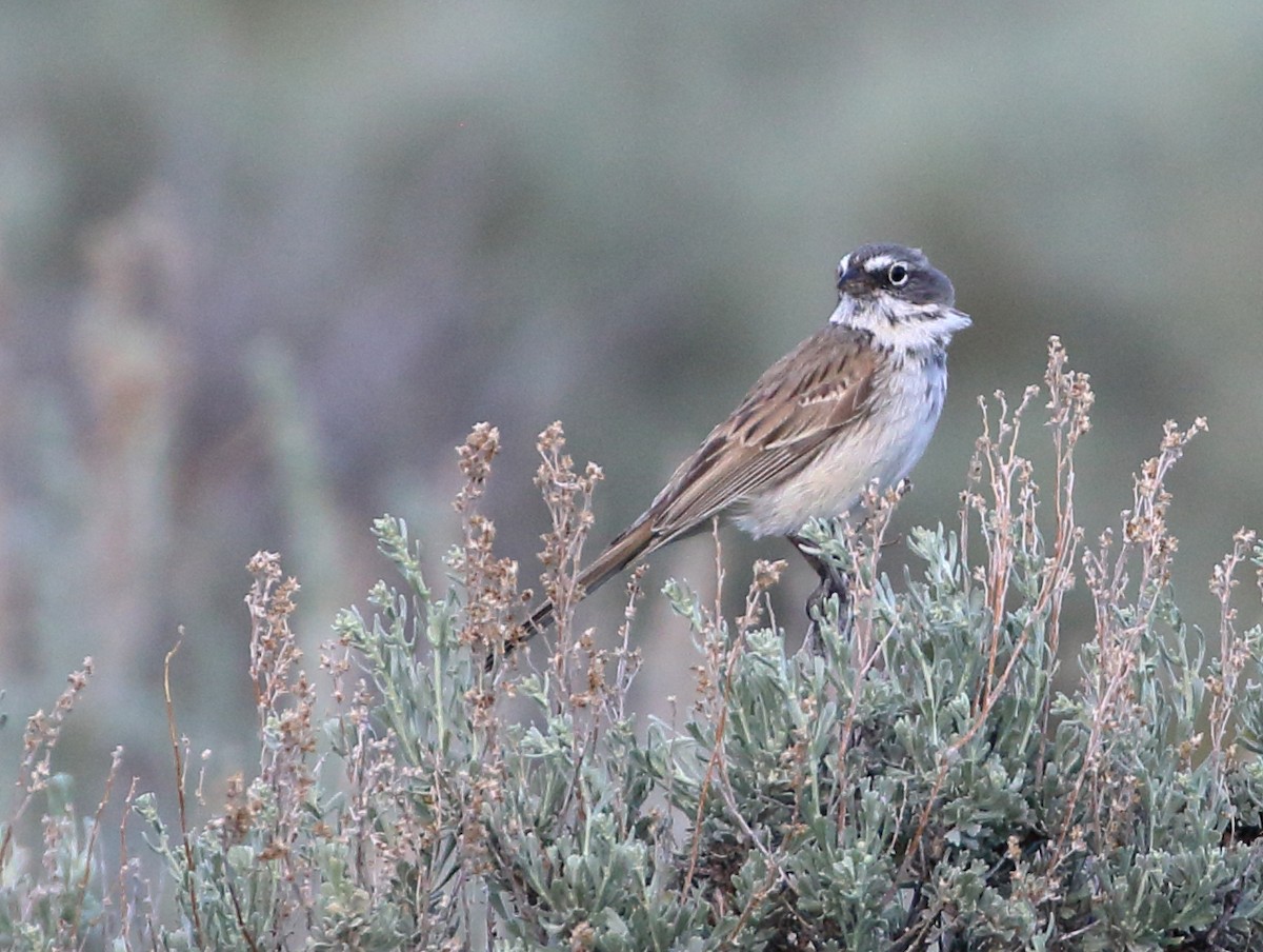 Sagebrush Sparrow - ML620443075