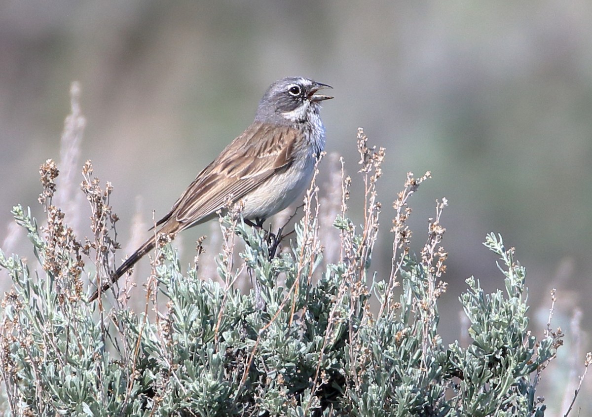 Sagebrush Sparrow - ML620443076