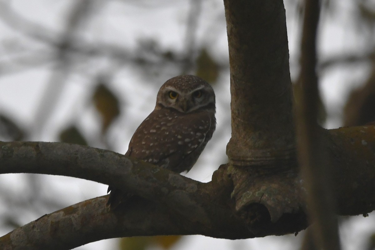 Spotted Owlet - ML620443078
